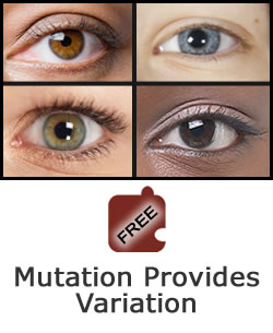 Heredity and Variation: Mutation Provides Variation