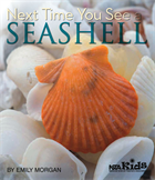 Next Time You See a Seashell (Library binding)