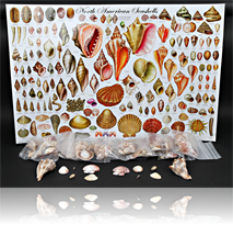 Name That Shell! ClassPack